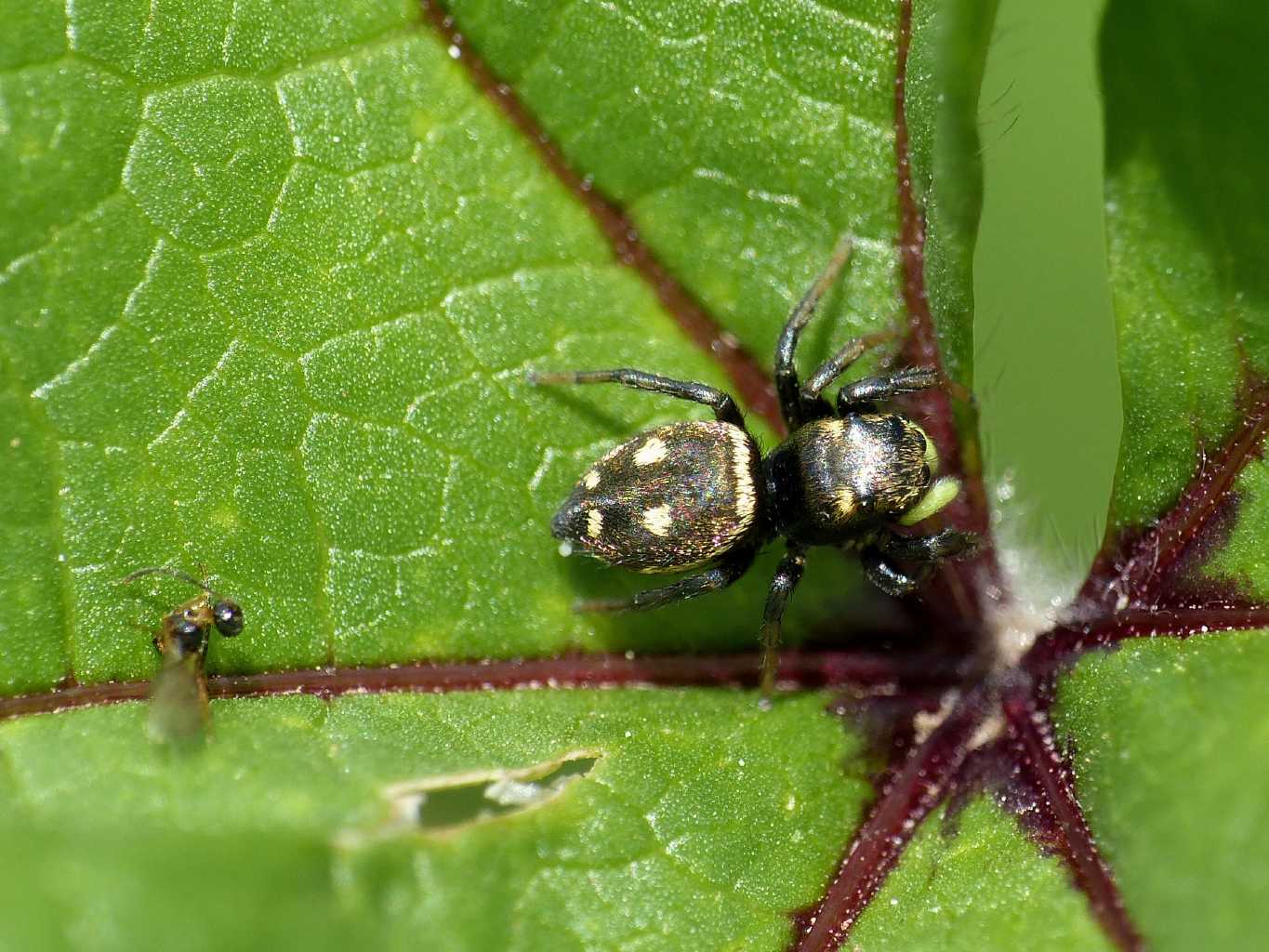 Heliophanus apiatus con piccolo imenottero - Roma